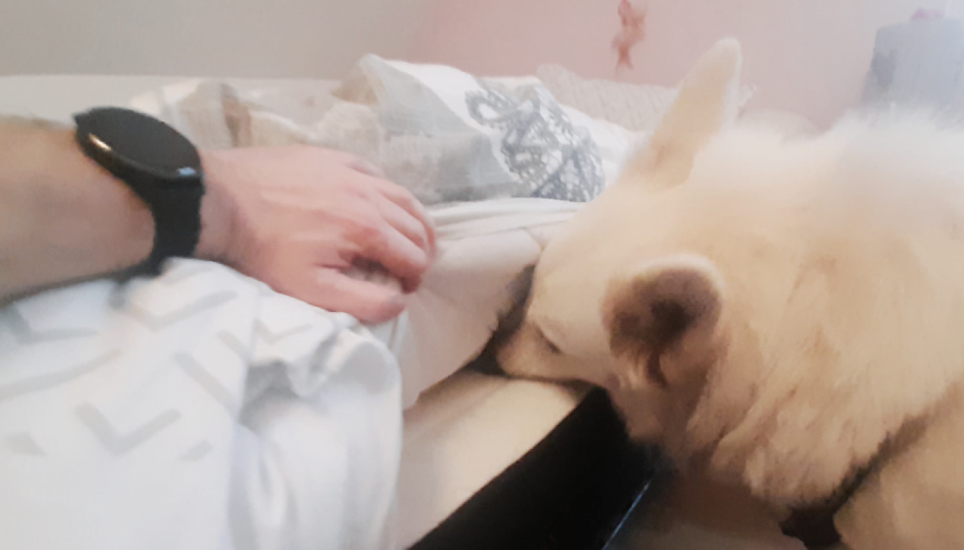 Sarthe : la région découvre l’efficacité d’un chien détecteur de punaises de lit !